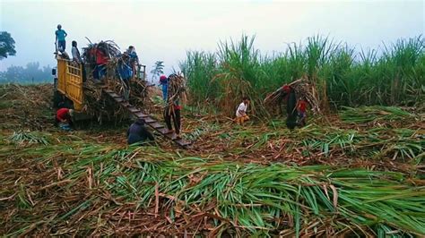 Sugarcane Farming In Kenya, its importance, challenges, and ...