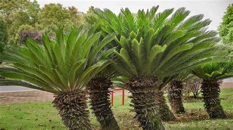 All You Need To Know About Sago Palm Seeds - Planting Guide, Tips And ...