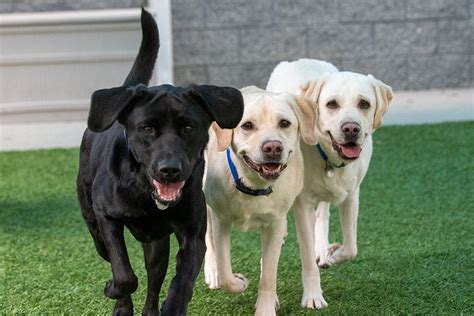 Released Dog Adoption - Canine Companions