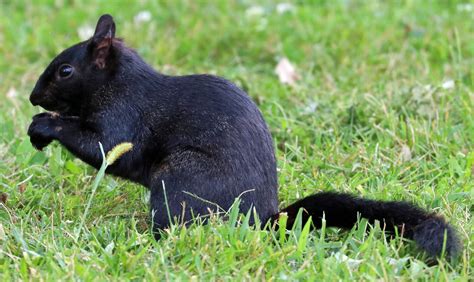 Wildlife Watching Wednesday: The Rare Black Squirrel — Global Outdoors Blog