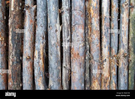 Pine stick texture. Wooden background of pines for design Stock Photo ...