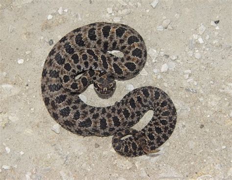 Pygmy Rattlesnake | Brad Glorioso’s Personal Website Amphibians and ...