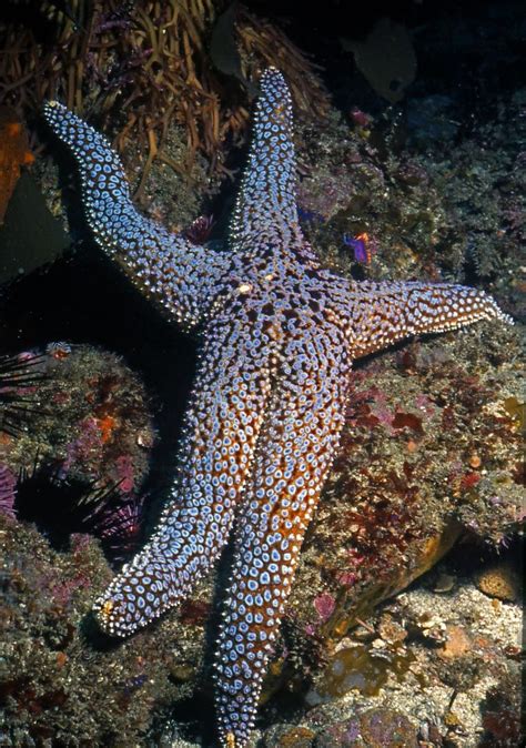 Starfish: Characteristics, reproduction, habitat, types and more