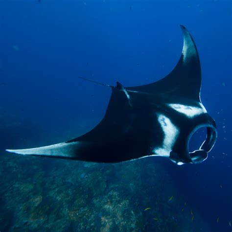 Ultra-Rare Manta Ray Nursery on the Coast of South Florida – Reefbites