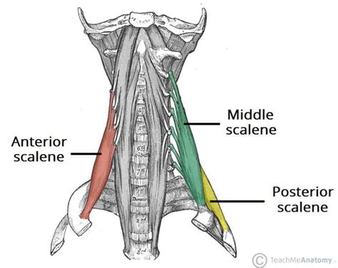 Muscles of the Neck - TeachMeAnatomy