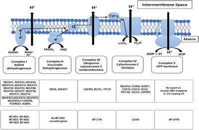 Frontiers | Leigh Syndrome: A Tale of Two Genomes