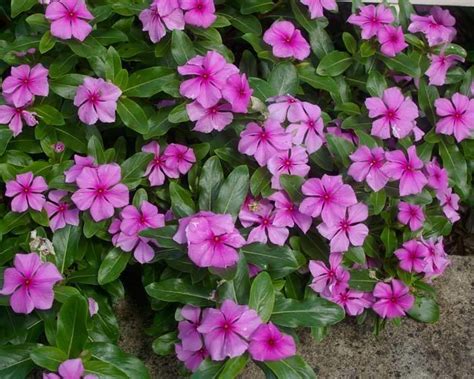 Catharanthus roseus - Alchetron, The Free Social Encyclopedia