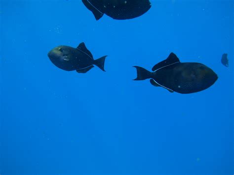 Black triggerfish sea photo and wallpaper. Cute Black triggerfish sea ...