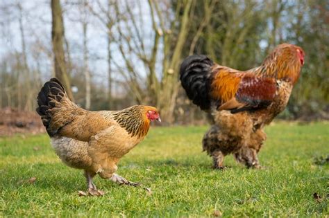 Brahma Chicken All You Need To Know: Colors, Eggs And More… | Chickens ...