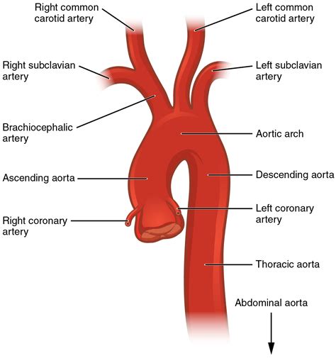 Arch Of Aorta Branches Anatomy