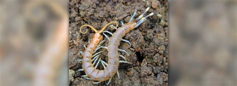 Centipede bite facts | Healthy Living articles | Well Being center ...