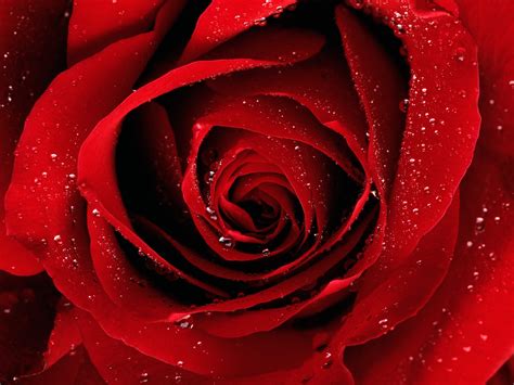 rose flower wallpaper |Rose Wallpapers