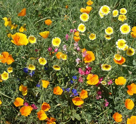 Southwest Native Wildflower Seed Mixture|Applewood Seed Company