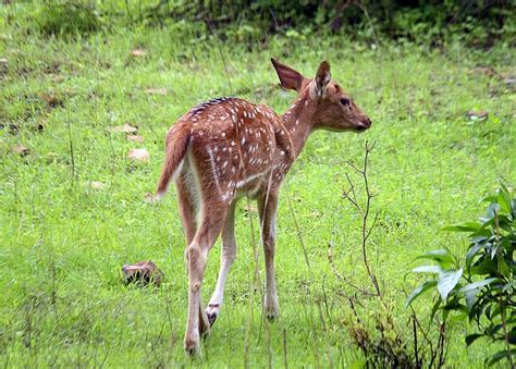 Spotted Deer Fawn | www.saranvaid.com The chital (or cheetal… | Flickr