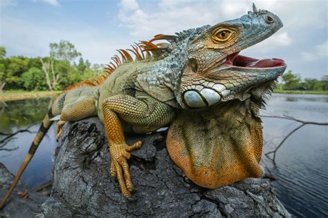 Iguana Facts: Habitat, Behavior, Diet