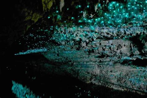 Waitomo Glowworm Caves New Zealand