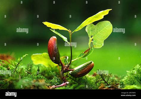 Oak seedling, oak seedling, oak germination Stock Photo - Alamy