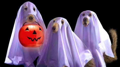 Halloween Puppy Wallpapers - Wallpaper Cave