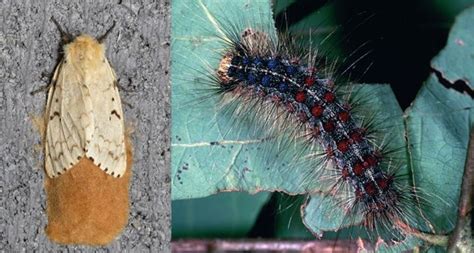 14 Natural Ways to Get Rid of Gypsy Moths - Dre Campbell Farm