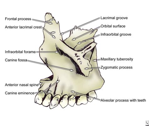 Anatomia maxilar | Facial bones, Anatomy bones, Human anatomy chart