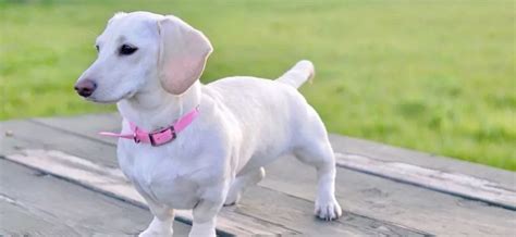 Albino Dachshund: the rarest variant of the dachshund world that ...