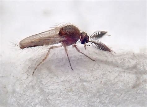 Biting Midges – A Comprehensive Guide