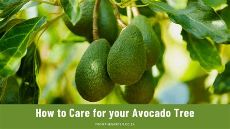 How To Care For Your Avocado Tree