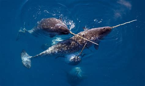 Unicorn of the Sea: Narwhal Facts | Stories | WWF