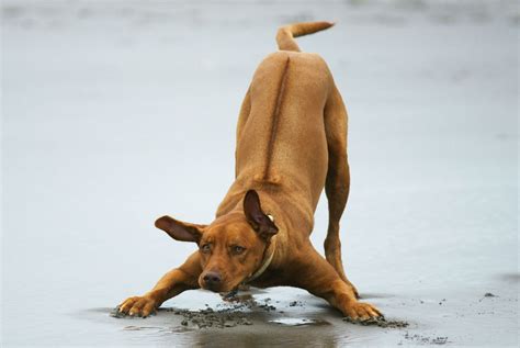 Rhodesian Ridgeback | Description, Temperament, & Facts | Britannica