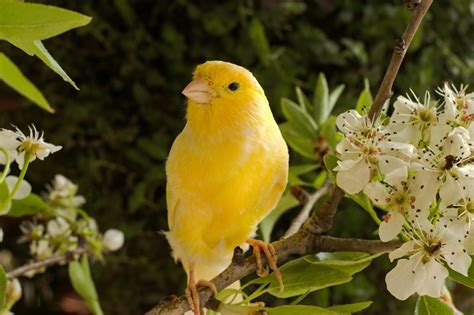 Tips On How To Look After A Canary | Petbarn