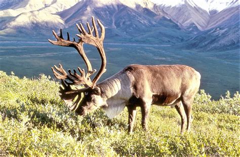 Caribou - Wikipedia