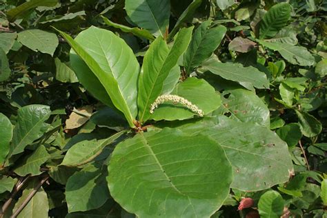 Indian Almond Leaves In Aquarium - An Aquarist Guide - ReadsWrites