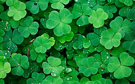 Shamrocks vs. Clovers. What’s the Difference? - Little Rae's Bakery ...