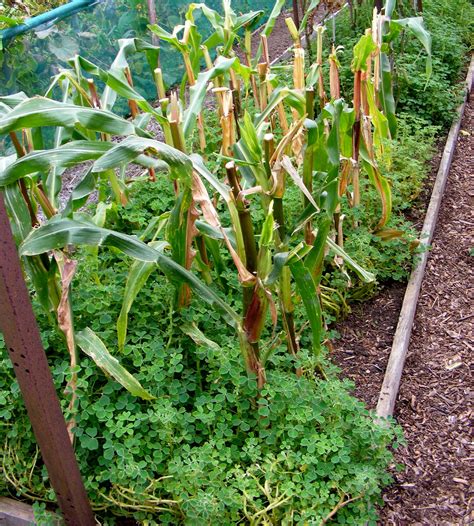 Growing Oca: Oca / Sweetcorn Bicrop