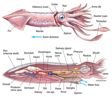 Parts Of A Squid Labeled