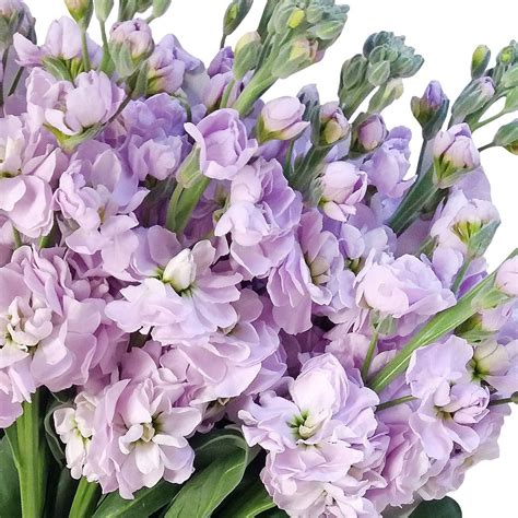 Lavender Flowers, Fresh Flowers, Light Purple Flowers, Alstroemeria ...