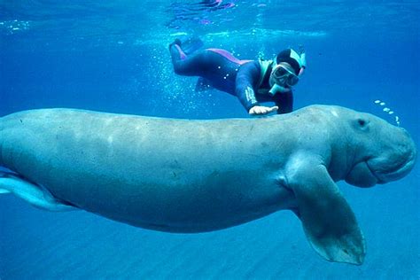 How to dive with dugongs in Abu Dhabi