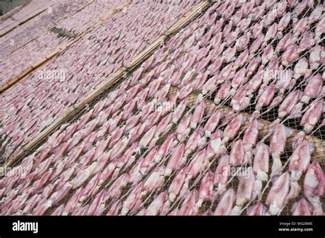 Dried squid farm on net , wide shot Stock Photo - Alamy