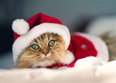 Christmas Cat Wallpapers - Wallpaper Cave