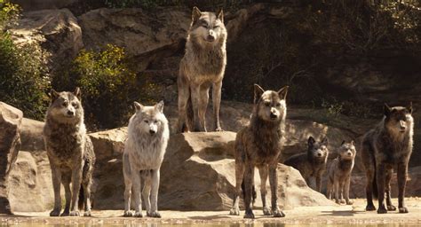 Image - Akela and the Wolf Pack (Disney 2016).png | Jungle Book Wiki ...