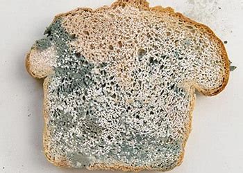 What is Pink Mold On Cheese | Mold Cleans