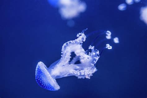 White-spotted jellyfish Photograph by Dustin Goodspeed - Fine Art America