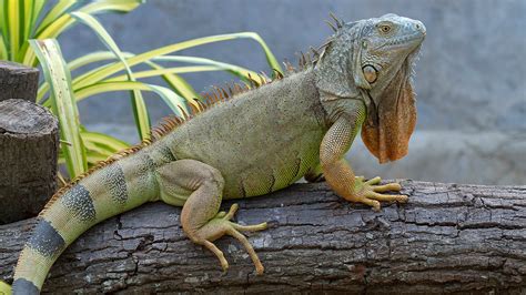 Iguana Facts, Types, Diet, Reproduction, Classification, Pictures