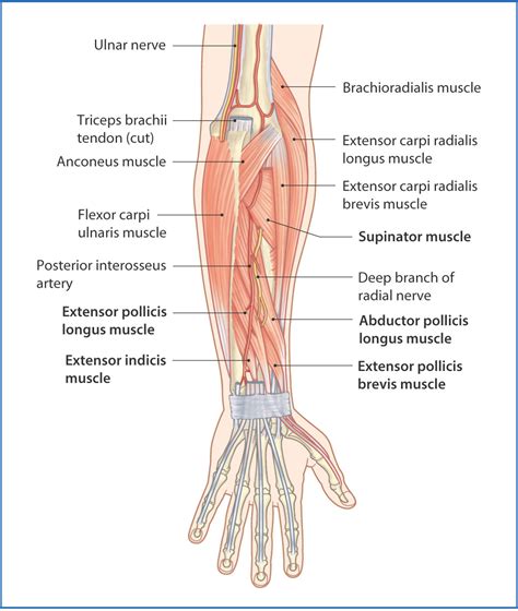 Pitcures Of The Tendons In Tbe Forearm - 2 Superficial Extensor Muscles ...