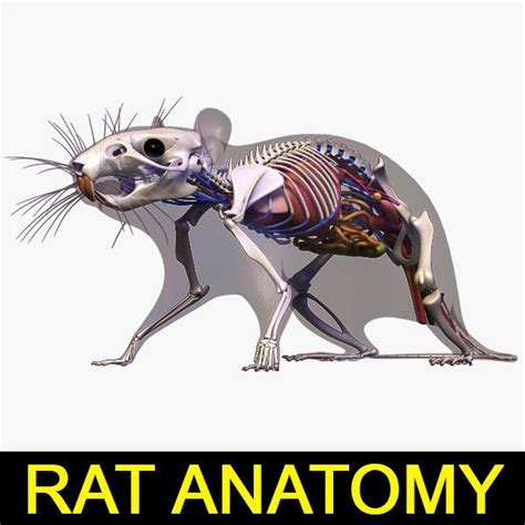 Rat Anatomy | Animal drawings, Anatomy, Animal skeletons