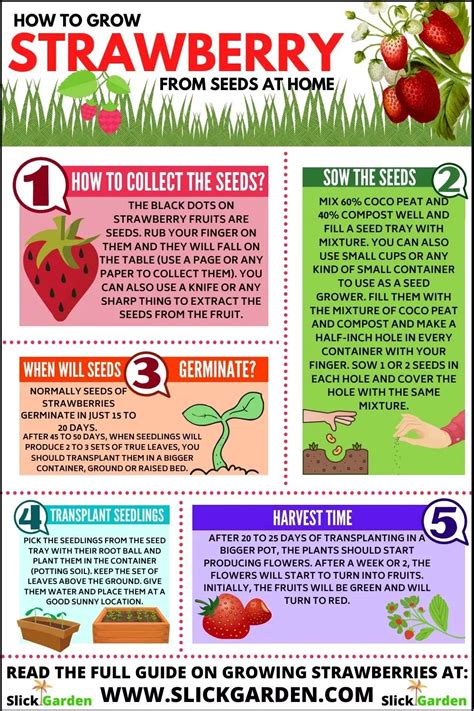 How to Grow Strawberry from Seeds at Home