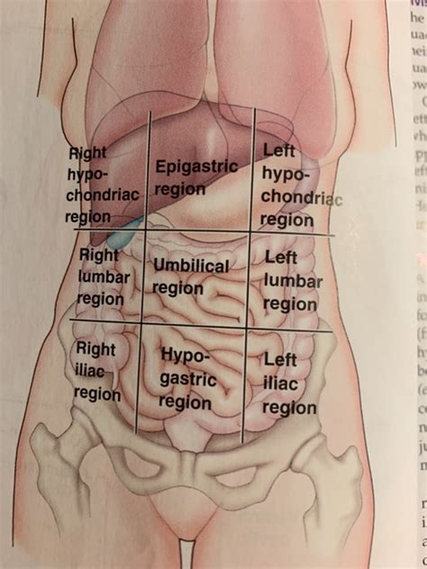 Solved Name what organs, (or part of the organ) found in | Chegg.com