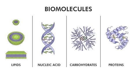 Biomolecules - Structure and Types of Biomolecules - GeeksforGeeks