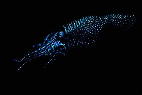 The Neon Glow of Bioluminescent Sea Creatures - Atlas Obscura