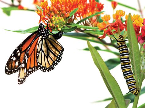 How to Make a Monarch Butterfly Habitat – Scout Life magazine